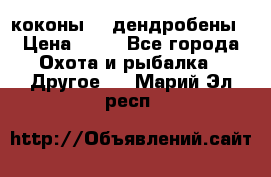 коконы    дендробены › Цена ­ 25 - Все города Охота и рыбалка » Другое   . Марий Эл респ.